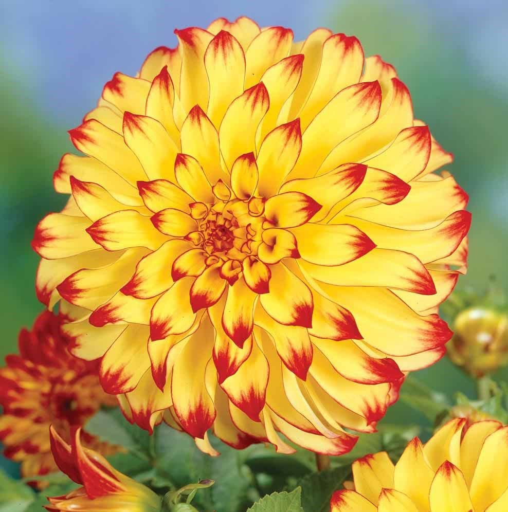 Amazon.com : Votaniki Dahlia Lady Darlene Bulb for Plant